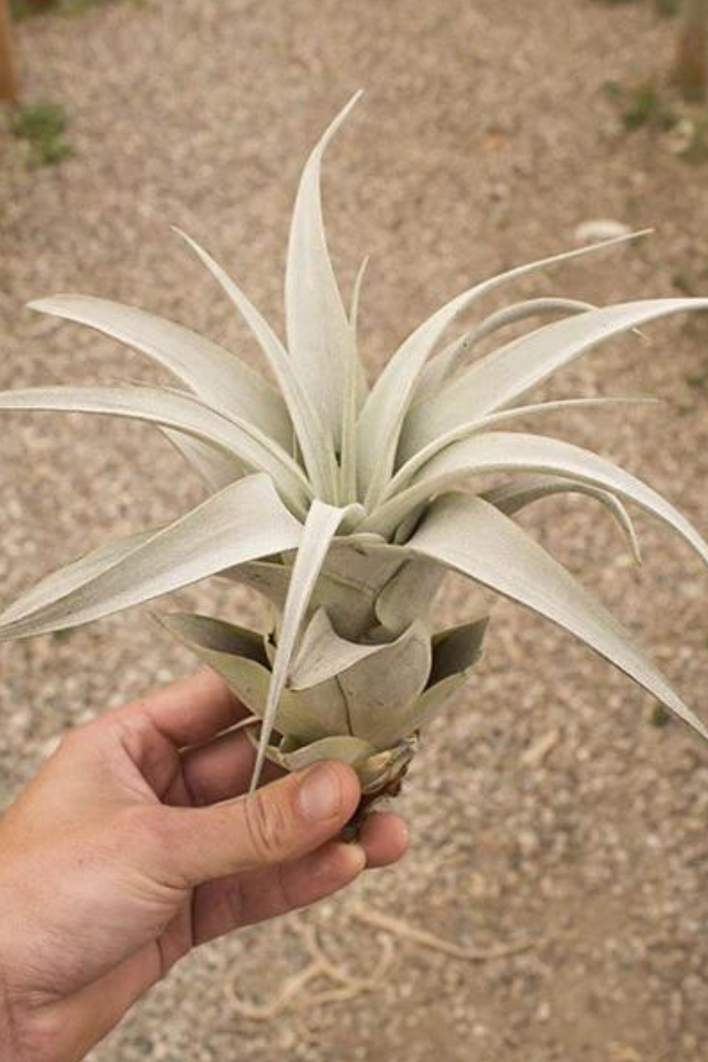 xerographica air plant care Tillandsia 'Xerographica' – ECOVIBE