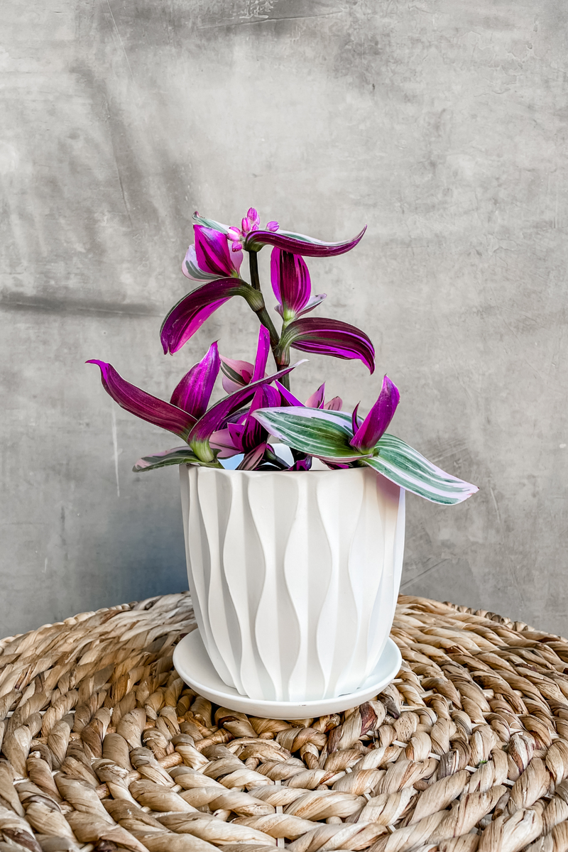 tradescantia nanouk potting mix Tradescantia 'Nanouk' – ECOVIBE