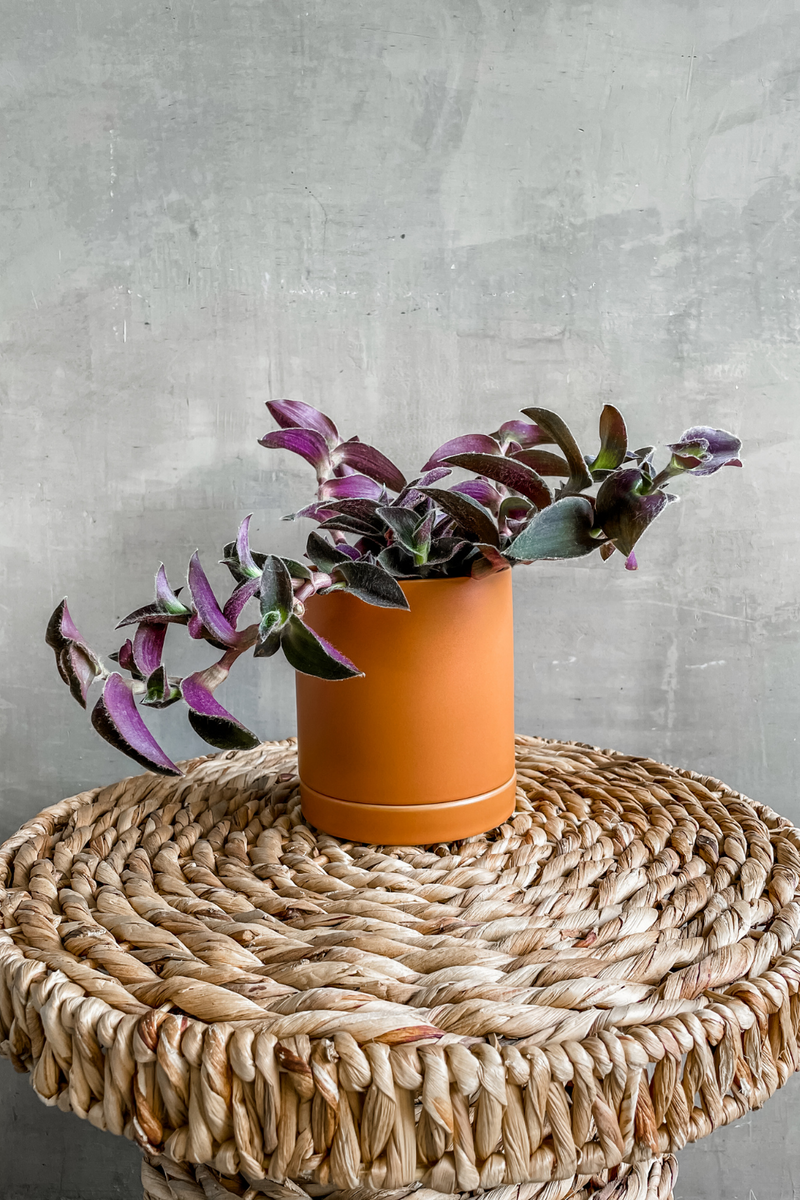 Tradescantia 'Fuzzy Purple' 4"