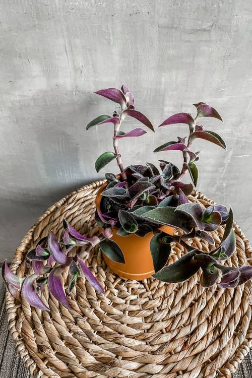 Tradescantia 'Fuzzy Purple'