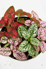 Hypoestes 'Polka Dot Plant'-Wholesale Plants-ECOVIBE