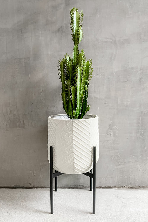 African Milk Tree cactus (Euphorbia trigona)