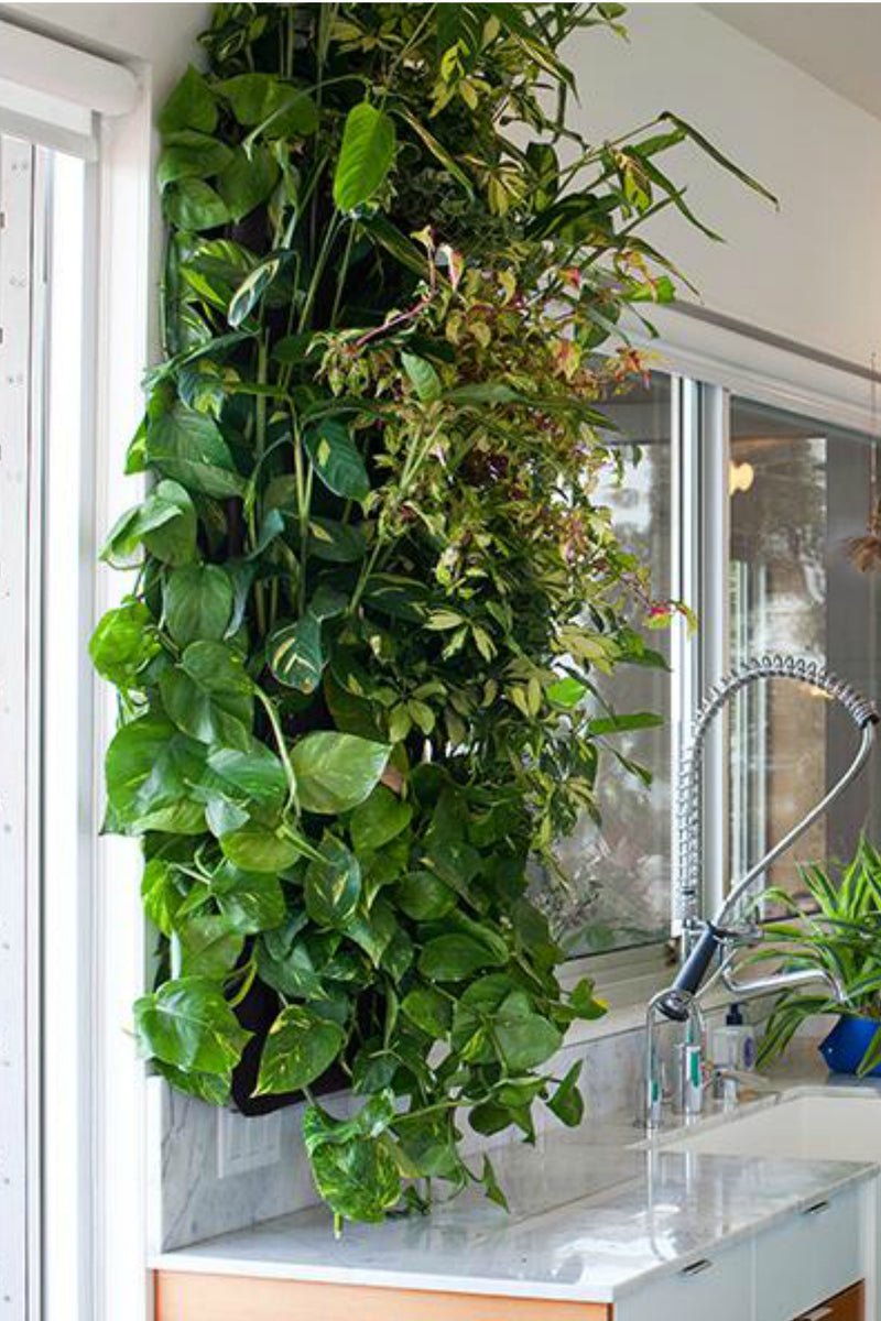 woolly pocket plastic wall planter Wally Pro Planter Pocket only $45.00 – ECOVIBE