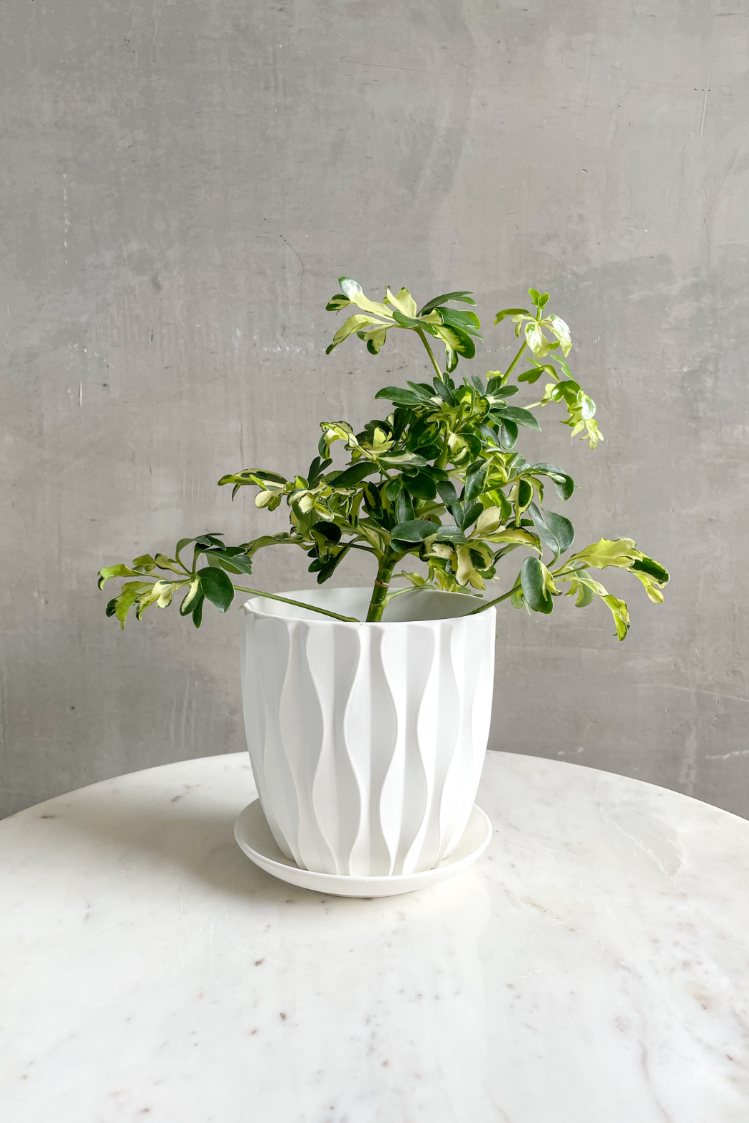 Schefflera 'Arboricola Variegata' – ECOVIBE