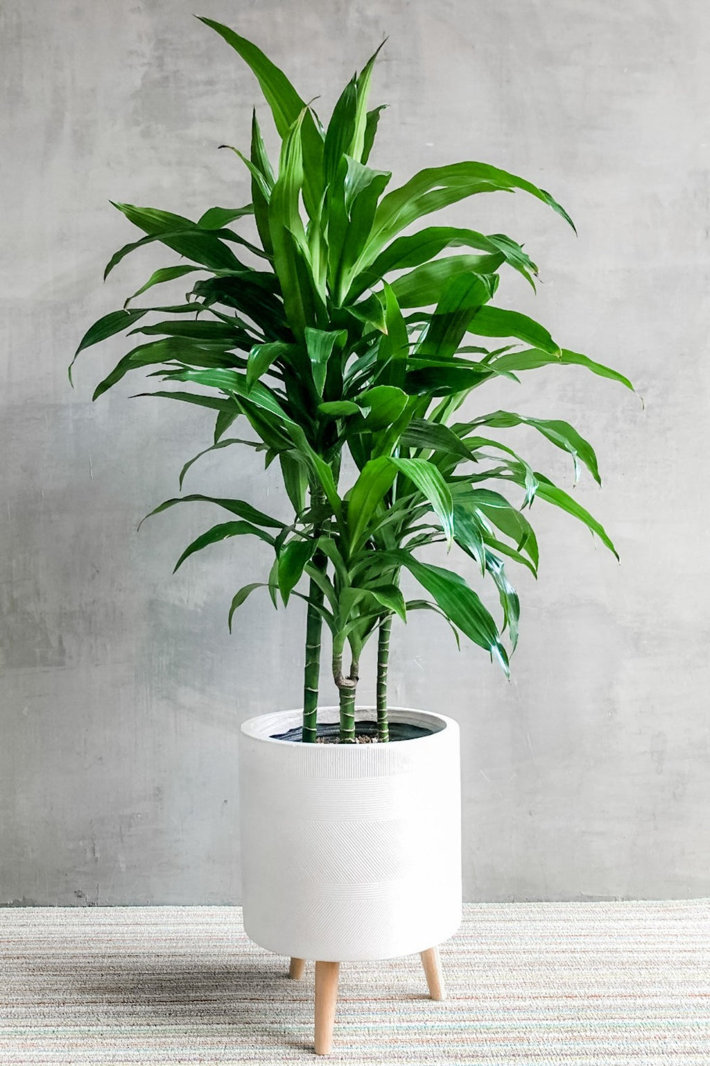 dracaena jc compacta care Dracaena 'JC Compacta' – ECOVIBE