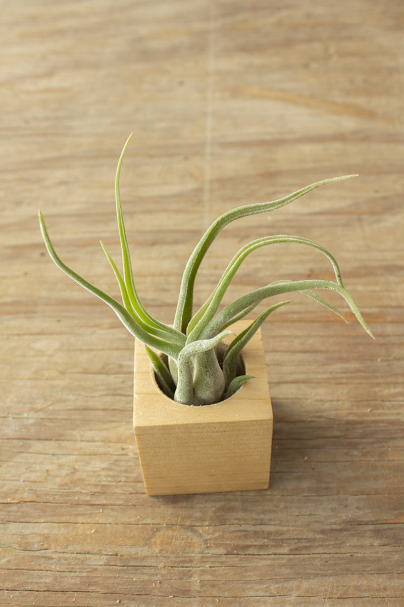 Wood Cube Air Plant Pots