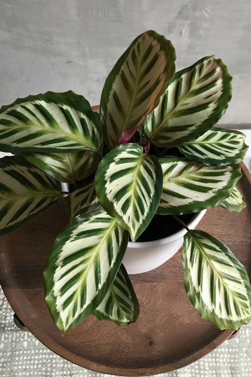 Calathea 'Shining Star'