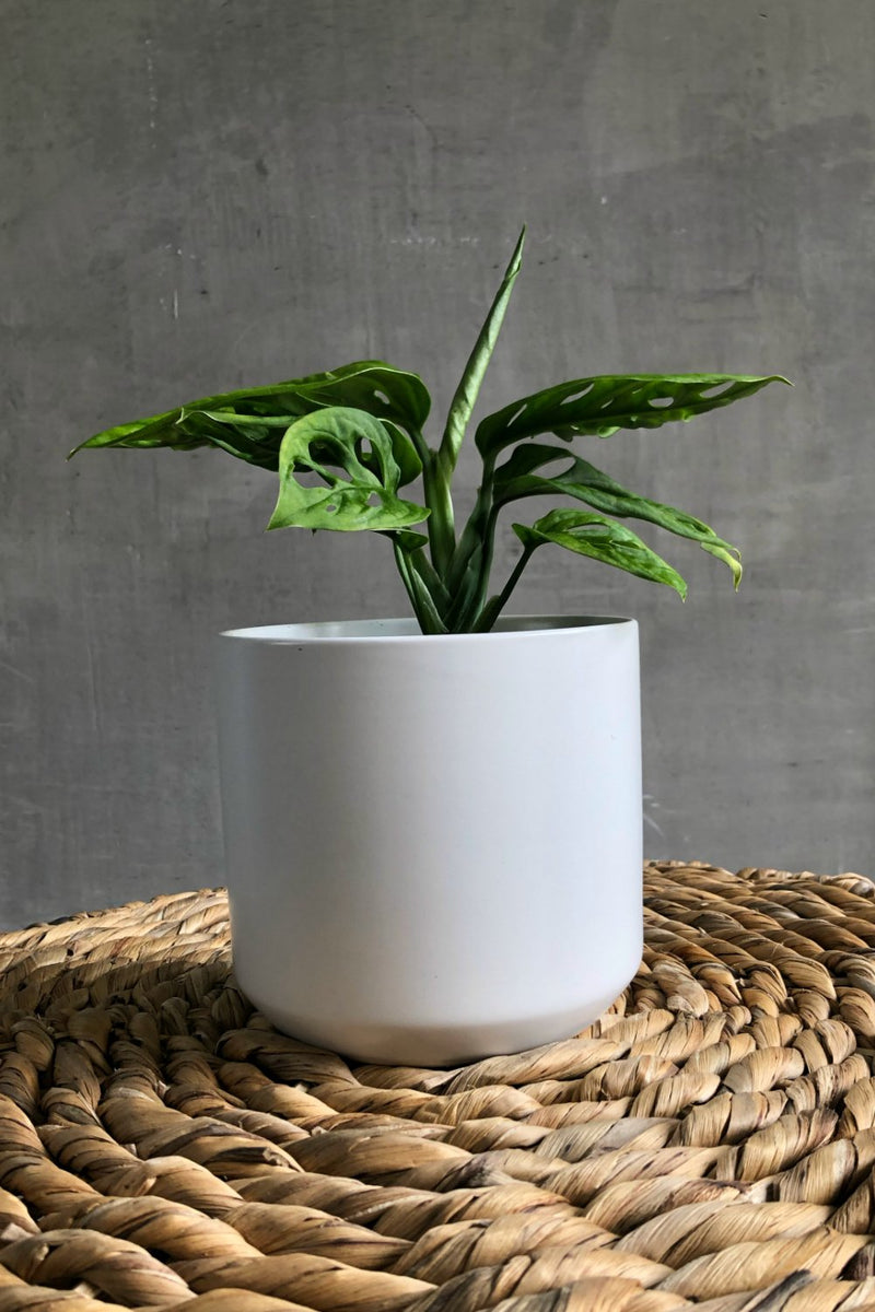 monstera adansonii wholesale Monstera Adansonii 'Swiss Cheese Plant' – ECOVIBE