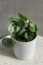 2 of 2:Peperomia 'Watermelon'