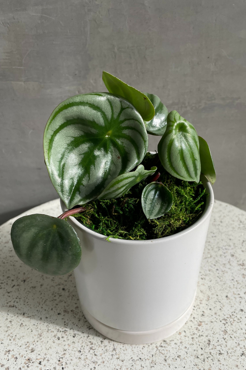 Peperomia 'Watermelon'