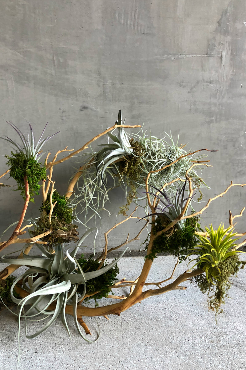 how to attach air plant to driftwood Air Plant Mount – ECOVIBE