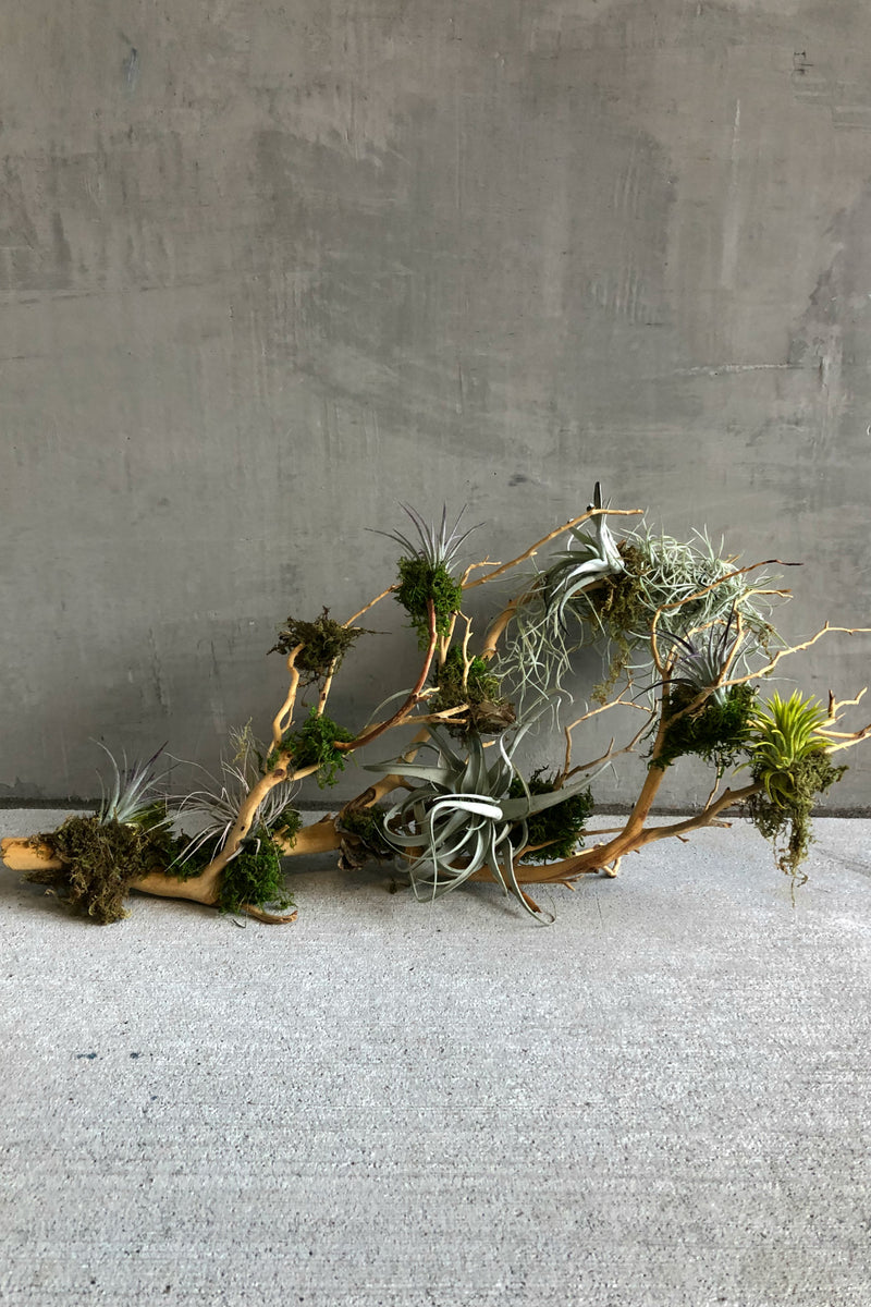 how to mount air plants Air Plant Mount – ECOVIBE