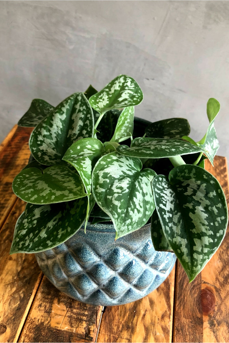 scindapsus hawaiian pothos Scindapsus 'Pictus' – ECOVIBE