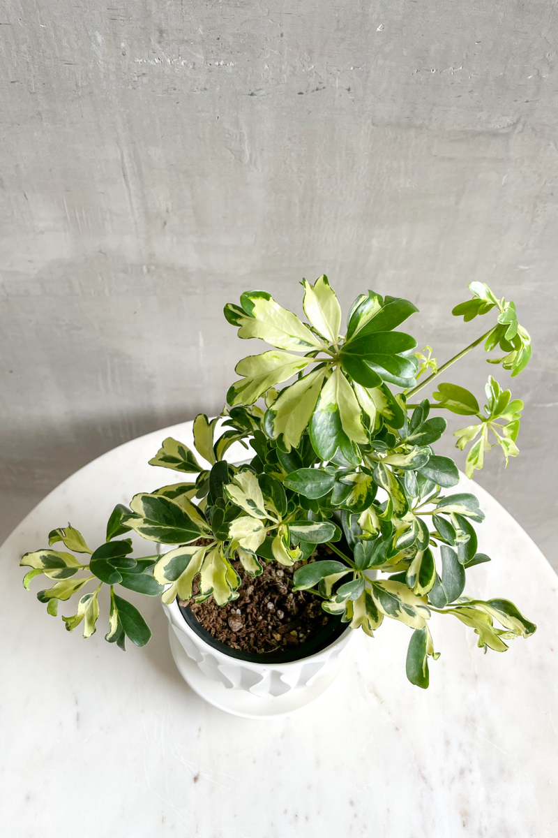 schefflera arboricola charlotte Schefflera 'Arboricola Variegata' – ECOVIBE