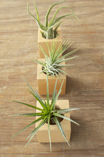 2 of 3:Wood Cube Air Plant Pots