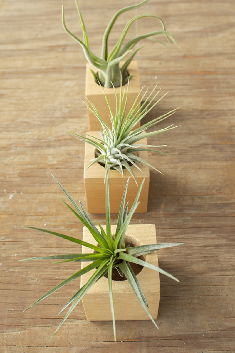 Wood Cube Air Plant Pots