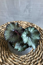 2 of 2:Rex Begonia 'Escargot'