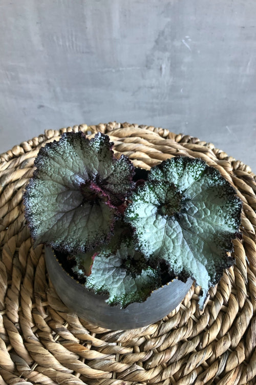 Rex Begonia 'Escargot'