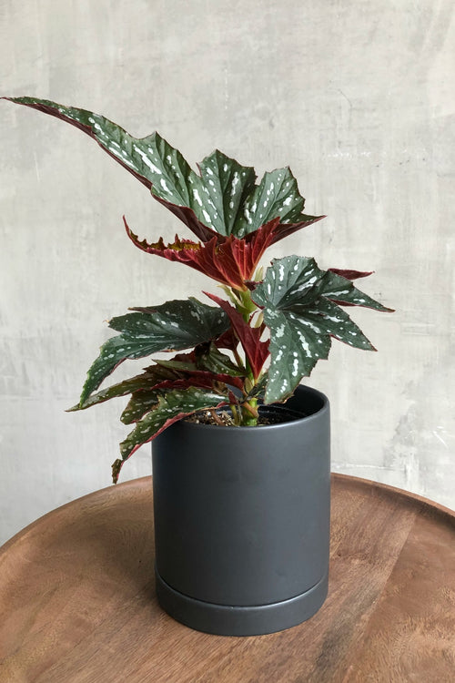 Begonia 'Angel Wing'