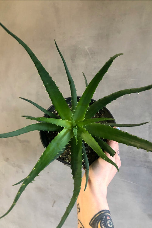 Aloe 'Humilis'