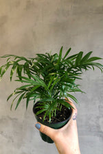 4 of 4:Chamaedorea 'Neanthebella Palm'
