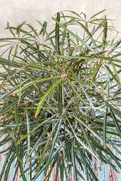 Dizygotheca 'False Aralia'