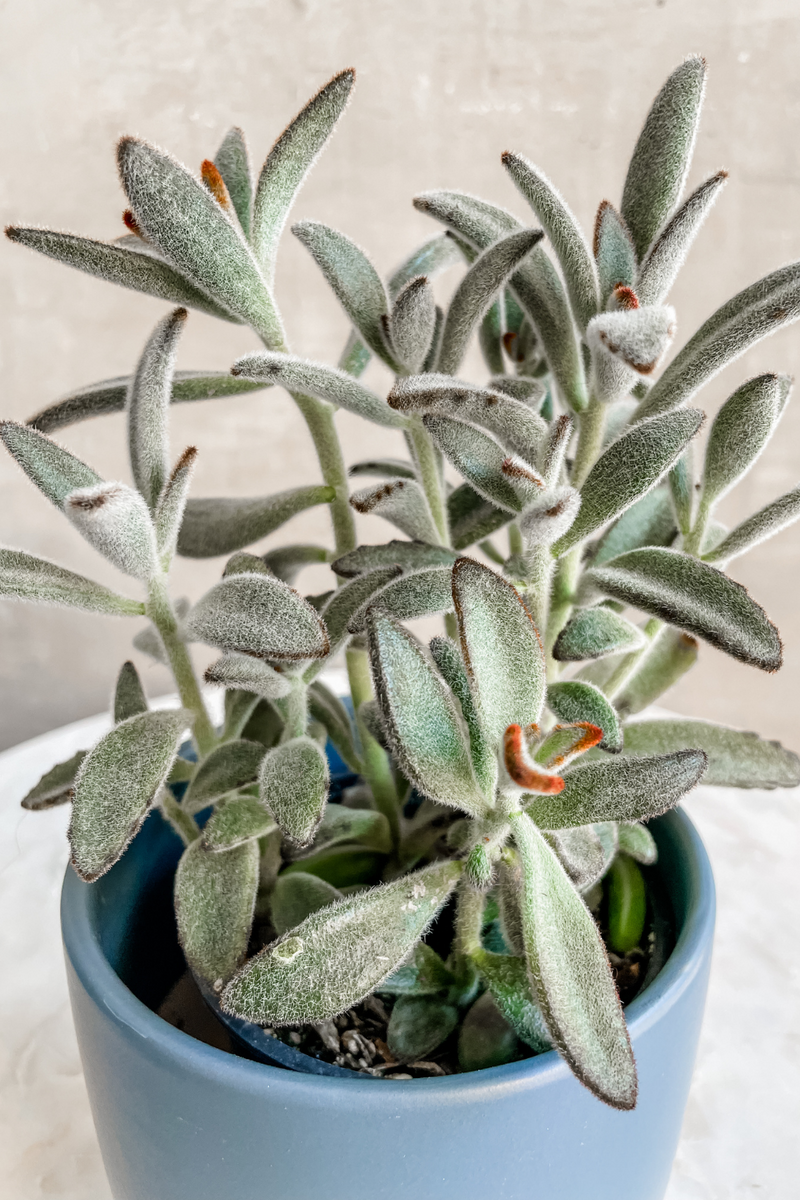 Kalanchoe tomentosa 'panda' 4"