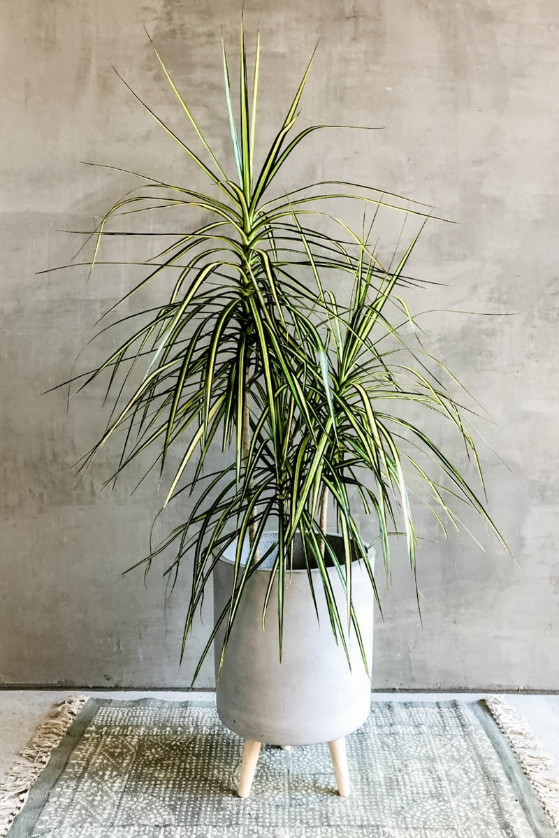 Dracaena 'Marginata Kiwi'-Wholesale Plants-ECOVIBE