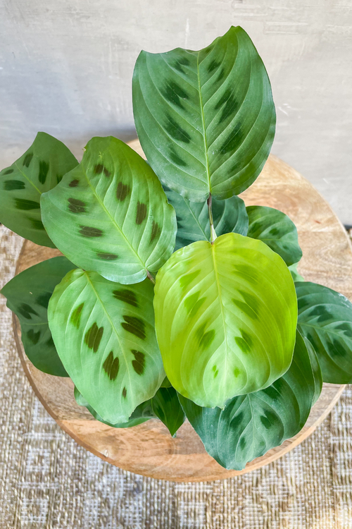 Maranta kerchoveana 'Rabbit  Tracks'