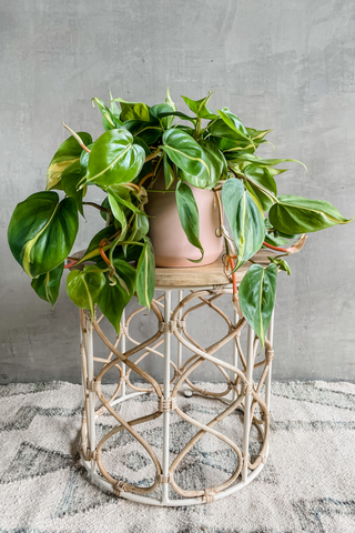 philodendron brazil beauty registered Philodendron 'Brasil' – ECOVIBE