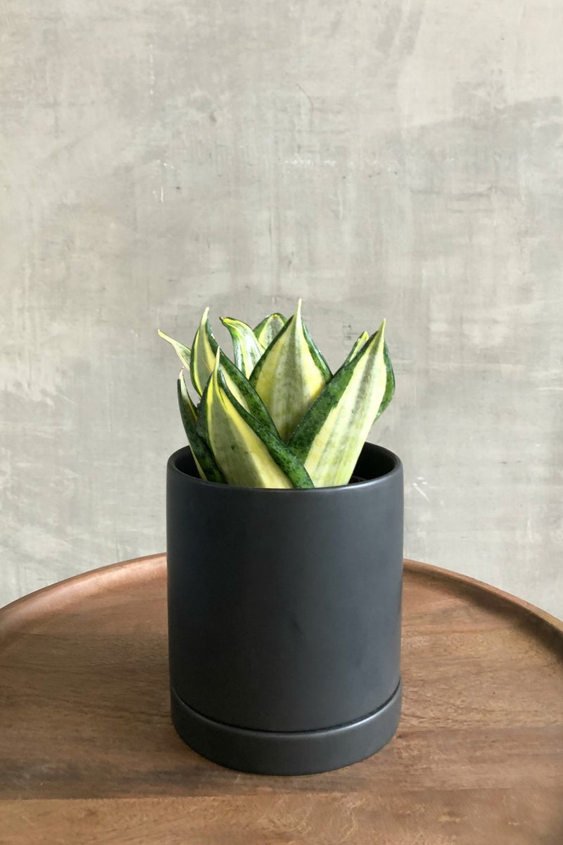 succulent pot with saucer Romey Pot + Saucer in Black – ECOVIBE