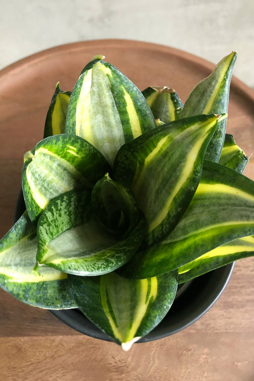 Sansevieria 'Black Coral Compacta'