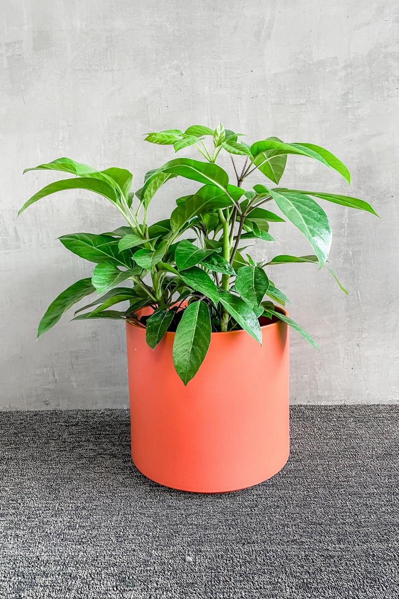 schefflera amate house plant Schefflera Amate 'Umbrella Plant' – ECOVIBE