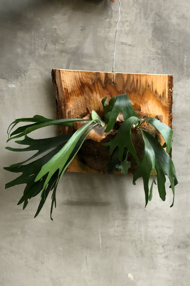 Mounted Staghorn Fern Ecovibe Home