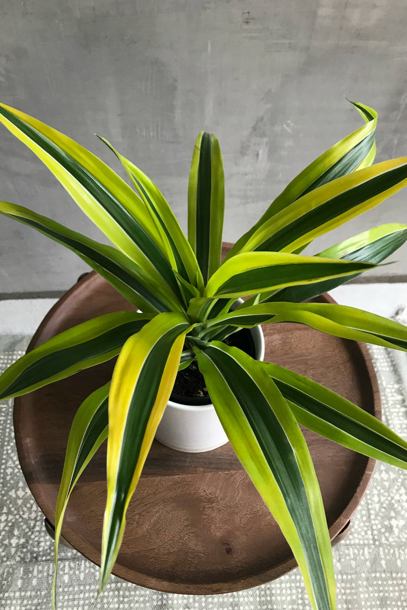 lemon lime dracaena outside Dracaena 'Lemon Lime' – ECOVIBE