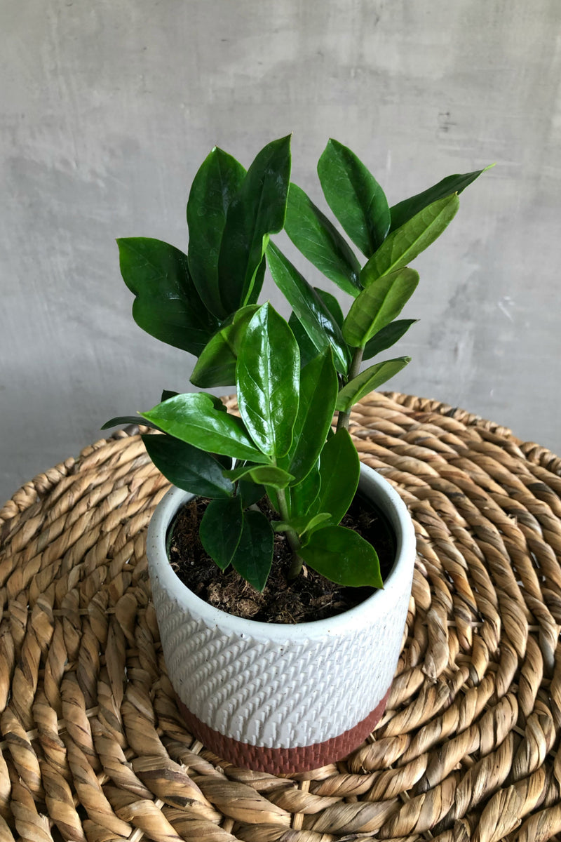 buy zz plant bunnings Zamioculcas Zamiifolia 'ZZ Plant' – ECOVIBE